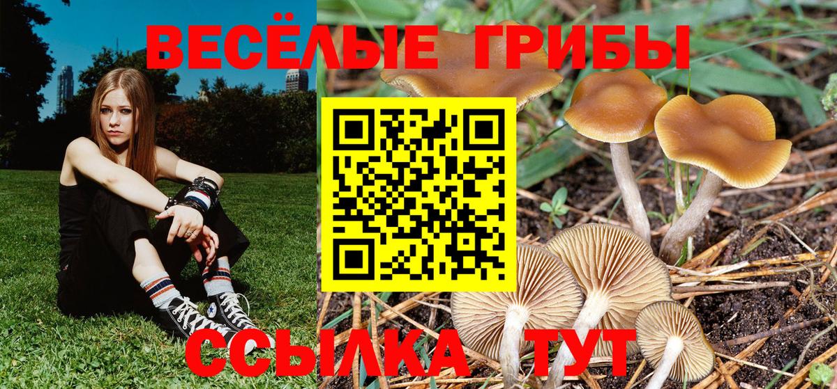 Псилоцибиновые грибы Cubensis Аксай